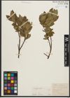 Foto von Salix phylicifolia L.